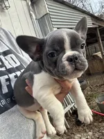 Cody, a male French Bulldog for sale in Hernando, MS – 10 of 10