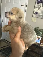 Angie, a female Pomchi for sale in Hernando, MS – 2 of 3