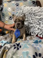 Hammer, a male French Bulldog for sale in Hernando, MS – 4 of 4