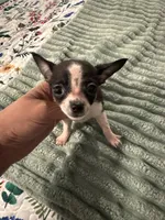 Candy, a female Chihuahua for sale in Hernando, MS – 3 of 7