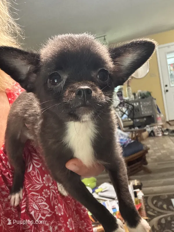 Piper – Pomchi puppy for sale in Hernando, MS