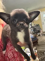 Piper, a female Pomchi for sale in Hernando, MS – 1 of 4