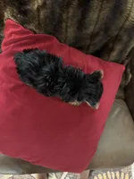 Eden, a female Yorkshire Terrier for sale in Hernando, MS – 2 of 7