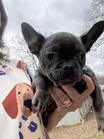 AKC Hanna, a female French Bulldog for sale in Hernando, MS – Photo 3 of 4