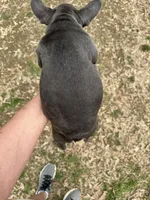 AKC Hanna, a female French Bulldog for sale in Hernando, MS – Photo 4 of 4