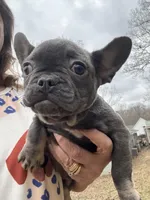 AKC Hanna, a female French Bulldog for sale in Hernando, MS – Photo 2 of 4