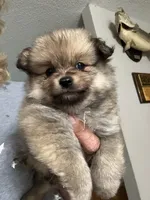 Bella, a female Pomeranian for sale in Hernando, MS – 1 of 1