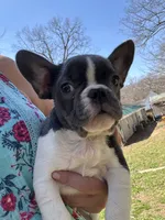 Cody, a male French Bulldog for sale in Hernando, MS – 6 of 10