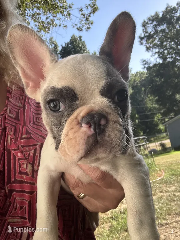 Ace – French Bulldog puppy for sale in Hernando, MS