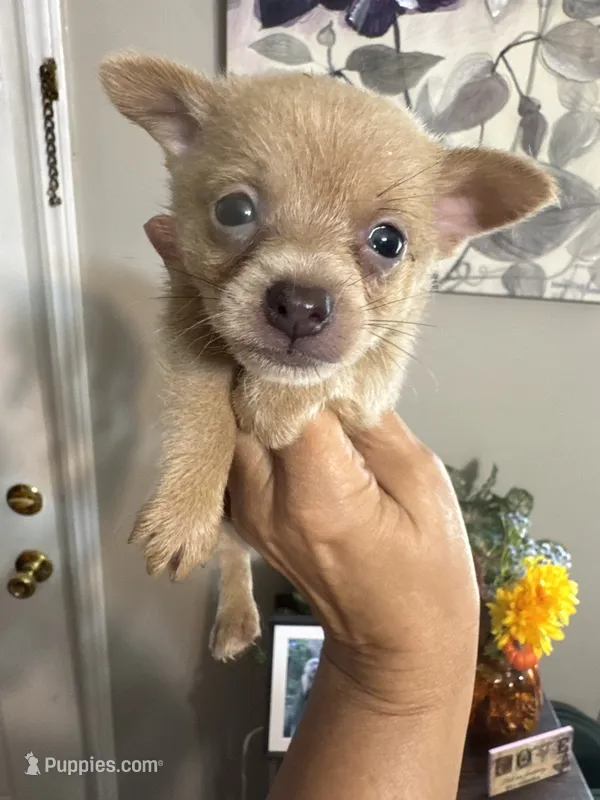 Carson – Pomchi puppy for sale in Hernando, MS