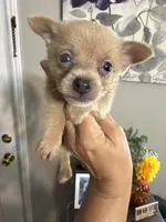 Carson, a male Pomchi for sale in Hernando, MS – 1 of 3