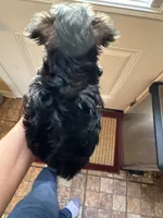 Baxter, a male Yorkshire Terrier for sale in Hernando, MS – Photo 2 of 3