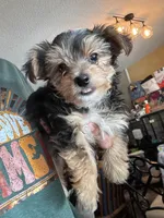 Baxter, a male Yorkshire Terrier for sale in Hernando, MS – Photo 3 of 3