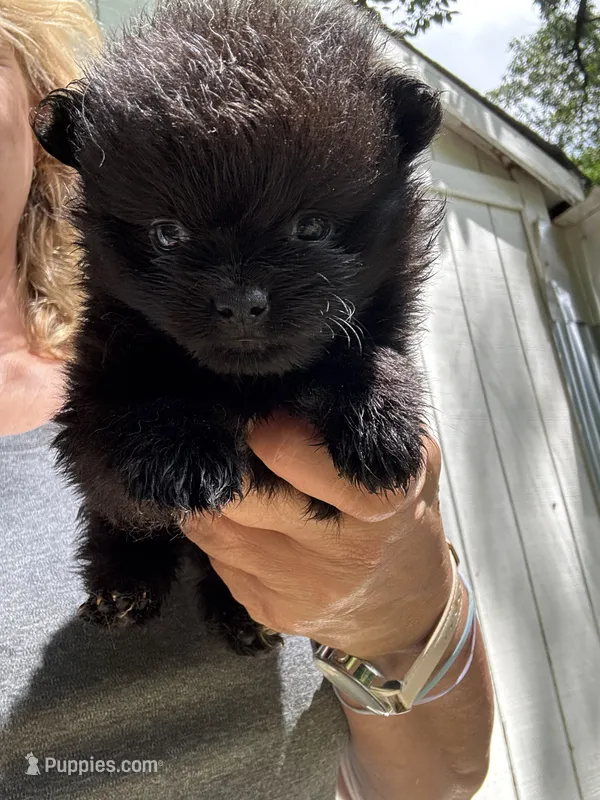 Pepper – Pomchi puppy for sale in Hernando, MS