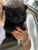 Pepper, a male Pomchi for sale in Hernando, MS – 1 of 1
