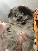 Romeo, a male Pomeranian for sale in Hernando, MS – 5 of 6