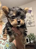 Eden, a female Yorkshire Terrier for sale in Hernando, MS – 4 of 7