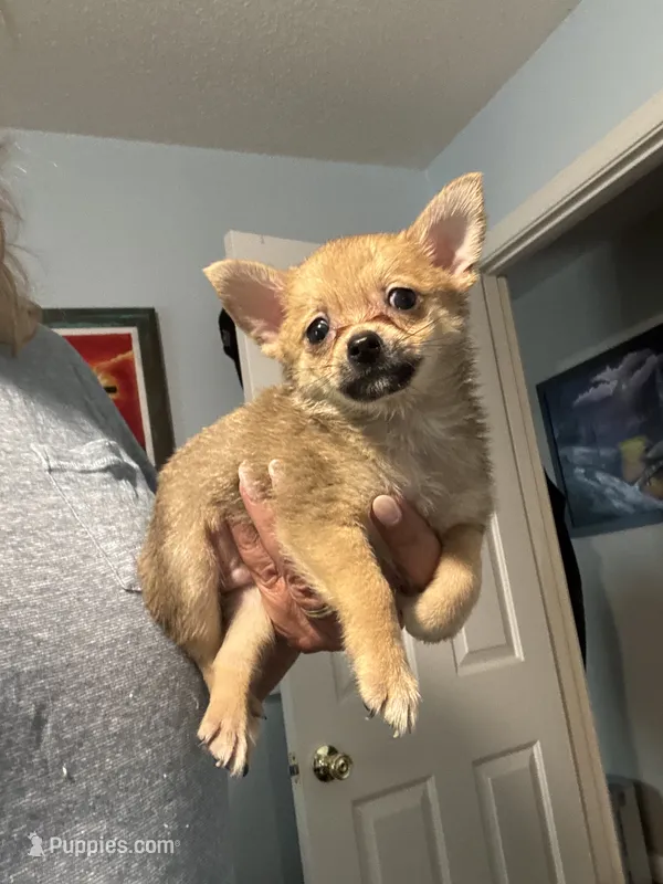 Buster – Pomchi puppy for sale in Hernando, MS