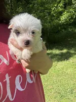 Extreme white Tiffany, a female Yorkshire Terrier for sale in Hernando, MS – Photo 5 of 8