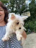 Extreme white Tiffany, a female Yorkshire Terrier for sale in Hernando, MS – Photo 1 of 8