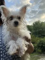 Extreme white Tiffany, a female Yorkshire Terrier for sale in Hernando, MS – Photo 3 of 8