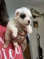 Extreme white Tiffany, a female Yorkshire Terrier for sale in Hernando, MS – Photo 7 of 8