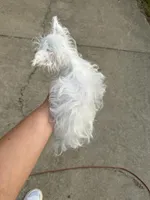 Extreme white Tiffany, a female Yorkshire Terrier for sale in Hernando, MS – Photo 4 of 8