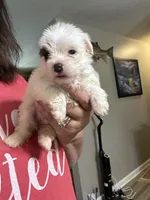 Extreme white Tiffany, a female Yorkshire Terrier for sale in Hernando, MS – Photo 6 of 8