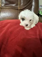 Extreme white Tiffany, a female Yorkshire Terrier for sale in Hernando, MS – Photo 8 of 8