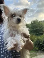 Extreme white Tiffany, a female Yorkshire Terrier for sale in Hernando, MS – Photo 2 of 8