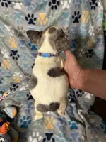 Bruce, a male French Bulldog for sale in Hernando, MS – 5 of 5