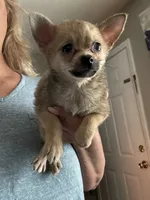Buster, a male Pomchi for sale in Hernando, MS – 4 of 6
