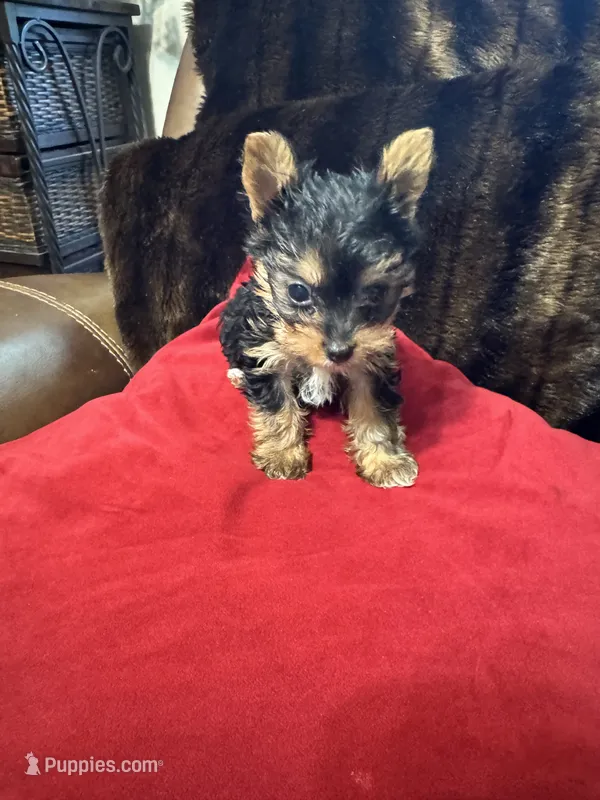 Eden – Yorkshire Terrier puppy for sale in Hernando, MS