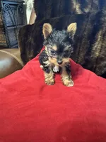Eden, a female Yorkshire Terrier for sale in Hernando, MS – 1 of 7