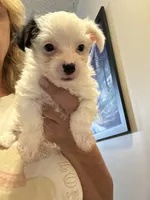 Littleman, a male Yorkshire Terrier for sale in Hernando, MS – 3 of 4