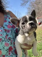Cody, a male French Bulldog for sale in Hernando, MS – 4 of 10