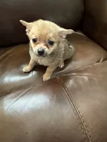 Buster, a male Pomchi for sale in Hernando, MS – 2 of 6