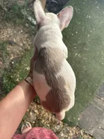 AKC Ace, a male French Bulldog for sale in Hernando, MS – 2 of 3