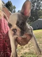 AKC Ace, a male French Bulldog for sale in Hernando, MS – 3 of 3