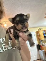 Eden, a female Yorkshire Terrier for sale in Hernando, MS – 6 of 7