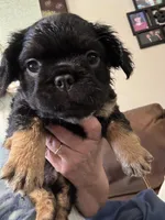 Winston, a male French Bulldog for sale in Hernando, MS – Photo 2 of 9