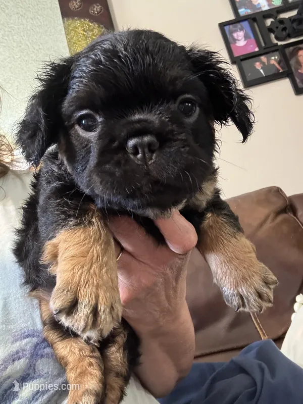 Winston – French Bulldog puppy for sale in Hernando, MS