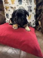 Winston, a male French Bulldog for sale in Hernando, MS – Photo 8 of 9