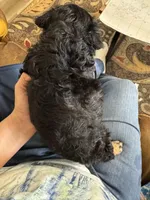 Winston, a male French Bulldog for sale in Hernando, MS – Photo 5 of 9