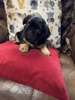 Winston, a male French Bulldog for sale in Hernando, MS – Photo 9 of 9