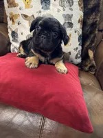 Winston, a male French Bulldog for sale in Hernando, MS – Photo 7 of 9