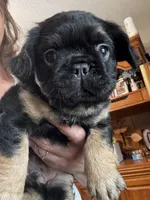 Winston, a male French Bulldog for sale in Hernando, MS – Photo 3 of 9