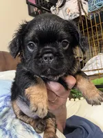 Winston, a male French Bulldog for sale in Hernando, MS – Photo 4 of 9