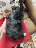 Winston, a male French Bulldog for sale in Hernando, MS – Photo 6 of 9