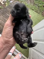 Cash, a male Pomeranian for sale in Hernando, MS – 5 of 5